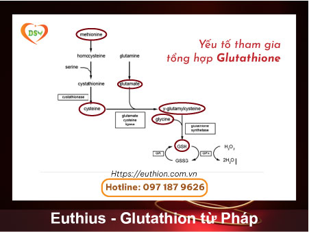 Yếu tố tham gia tổng hợp Glutathione-01